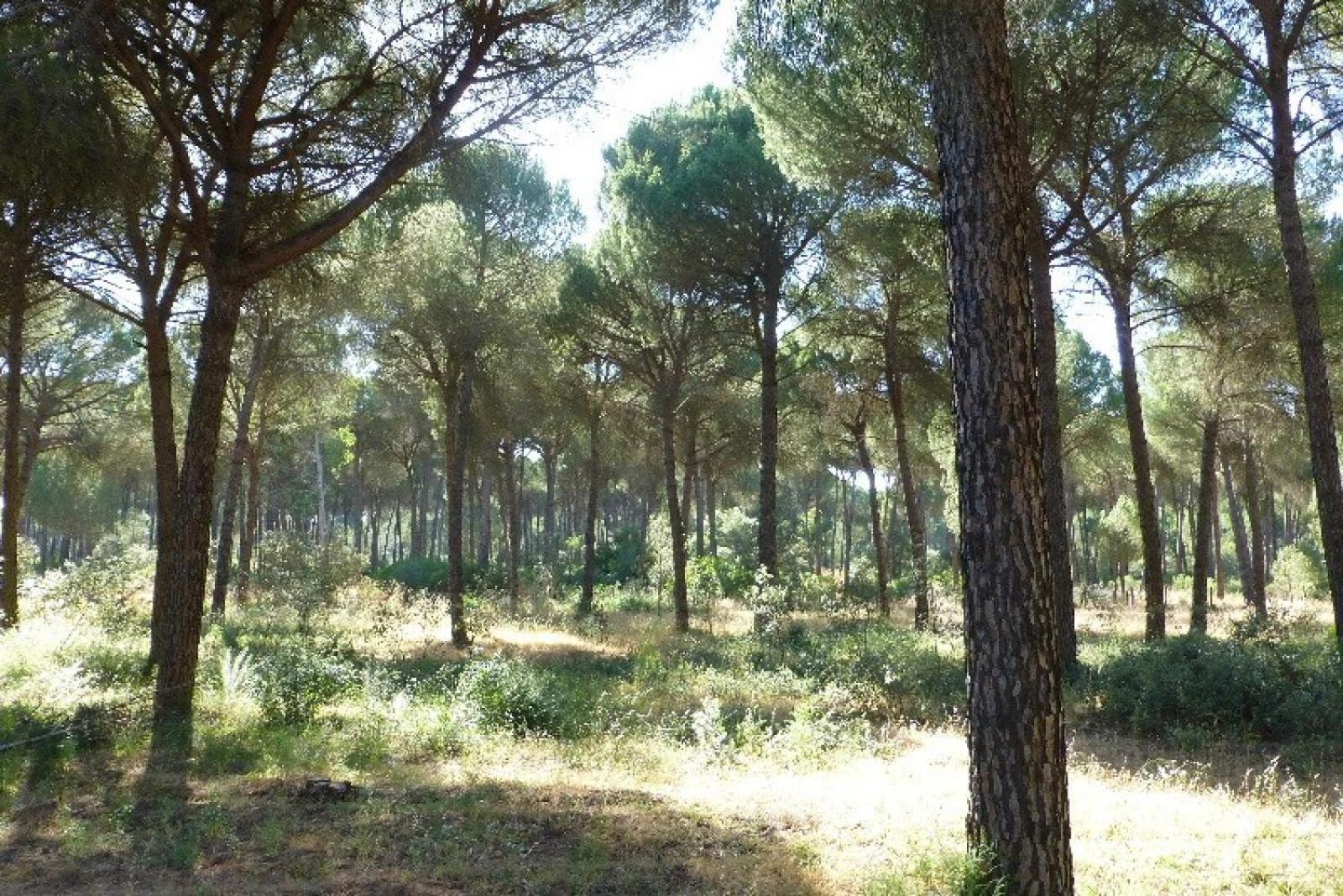 La Suite De La Reina El Rocío Exterior foto